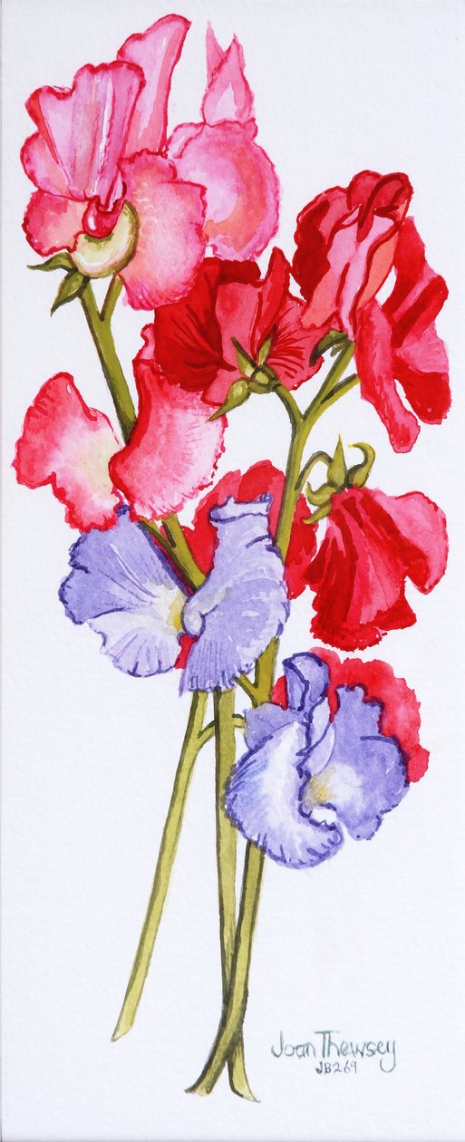 Trois Pois de Senteur 2011 - Joan Thewsey
