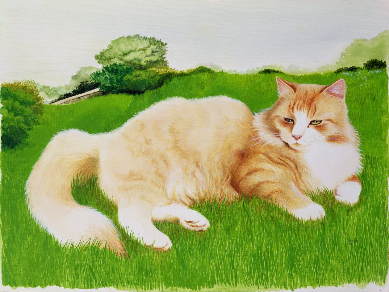 Chat roux dans un champ - Joan Freestone