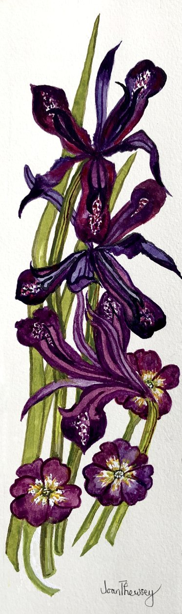 Iris et primevères - Joan Thewsey