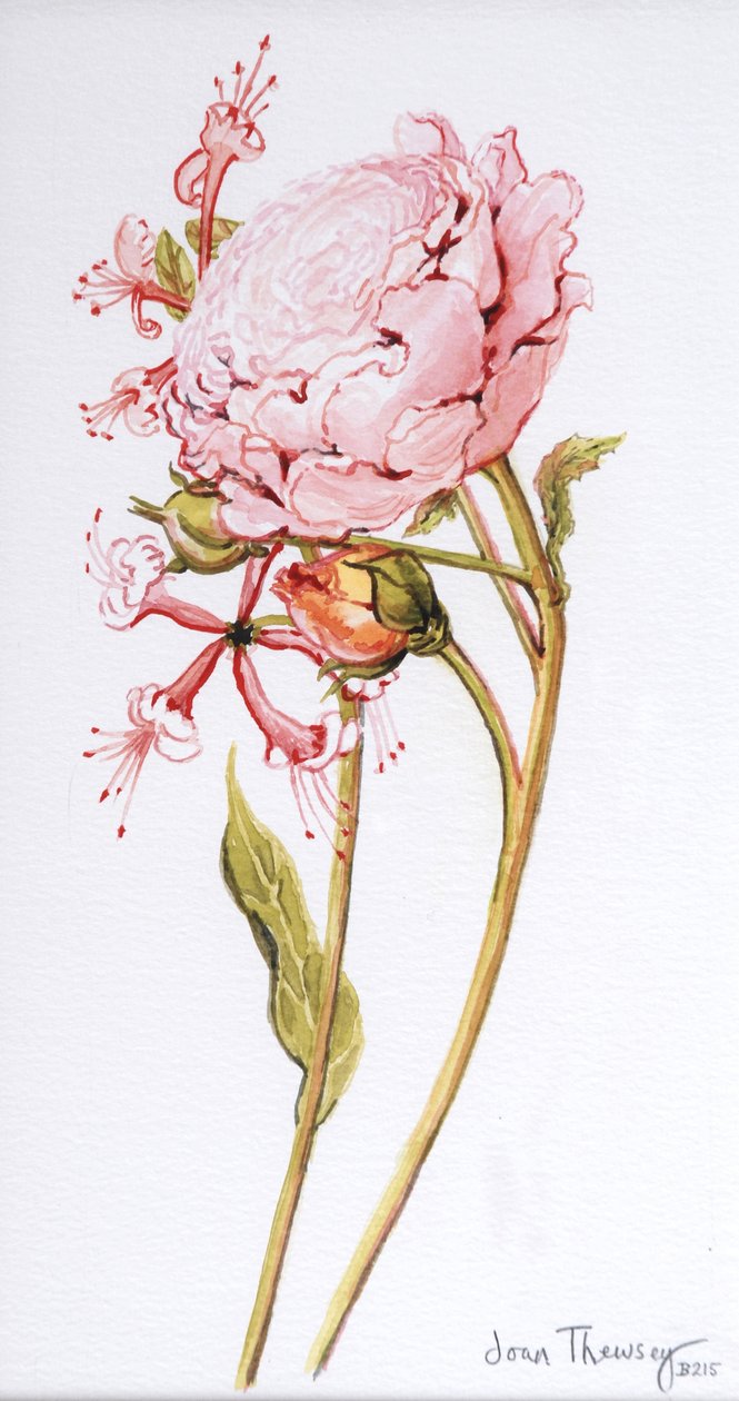 Rose rose, Abraham Derby avec chèvrefeuille, 2008 - Joan Thewsey