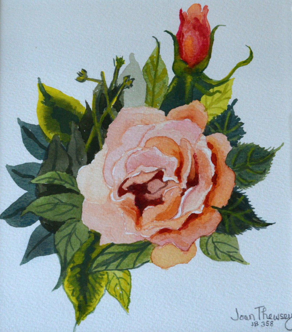 Rose rose et bouton - Joan Thewsey