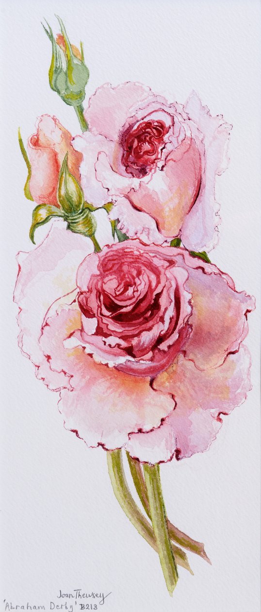 Roses (Abraham Derby) - Joan Thewsey