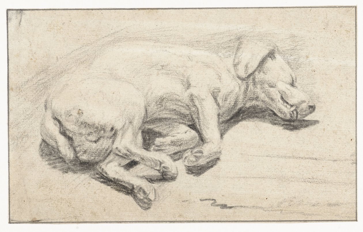 Chien couché, dormant - Joannes Fijt (attributed to)