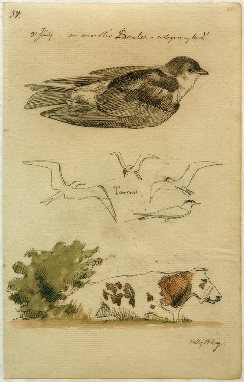 J. Th. Lundbye, Hirondelle, Sternes, vache couchée - Johan Thomas Lundbye