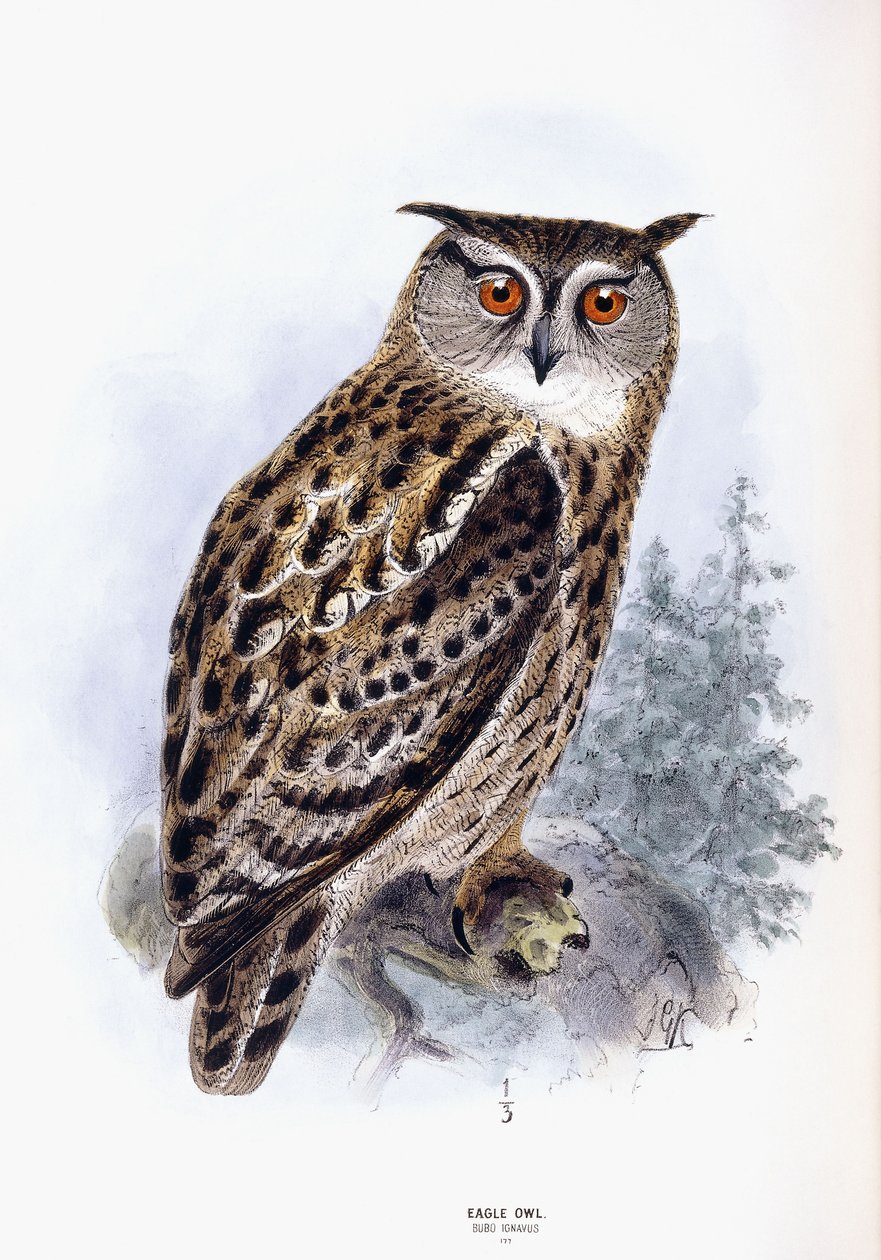 Hibou grand-duc - Johan Gerard Keulemans
