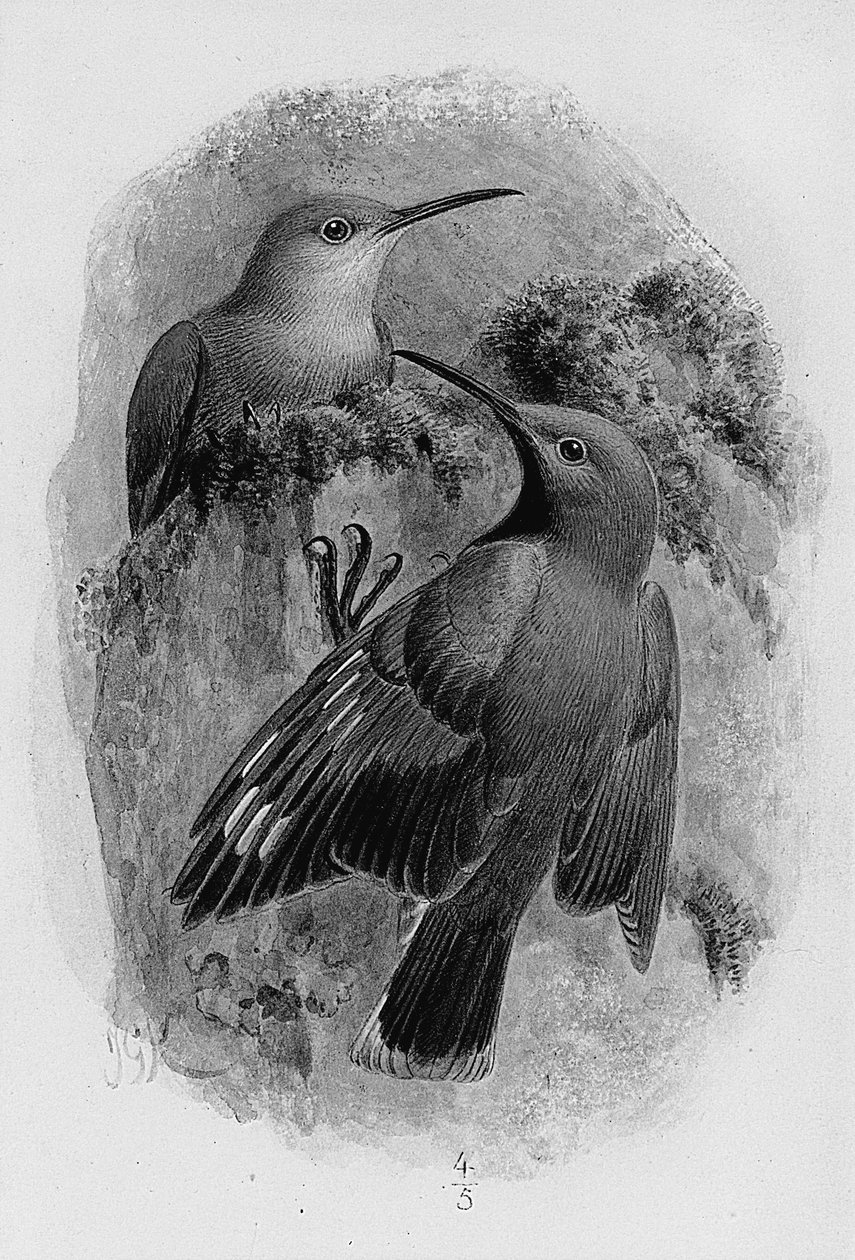 Paire de grimpereaux - Johan Gerard Keulemans