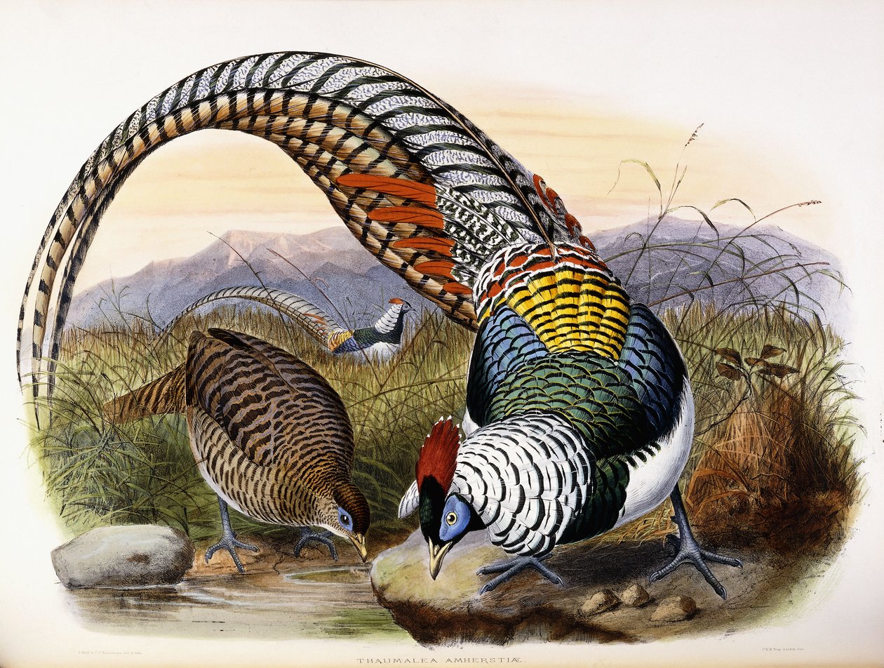 Thaumalea Amherstiae - Johan Gerard Keulemans