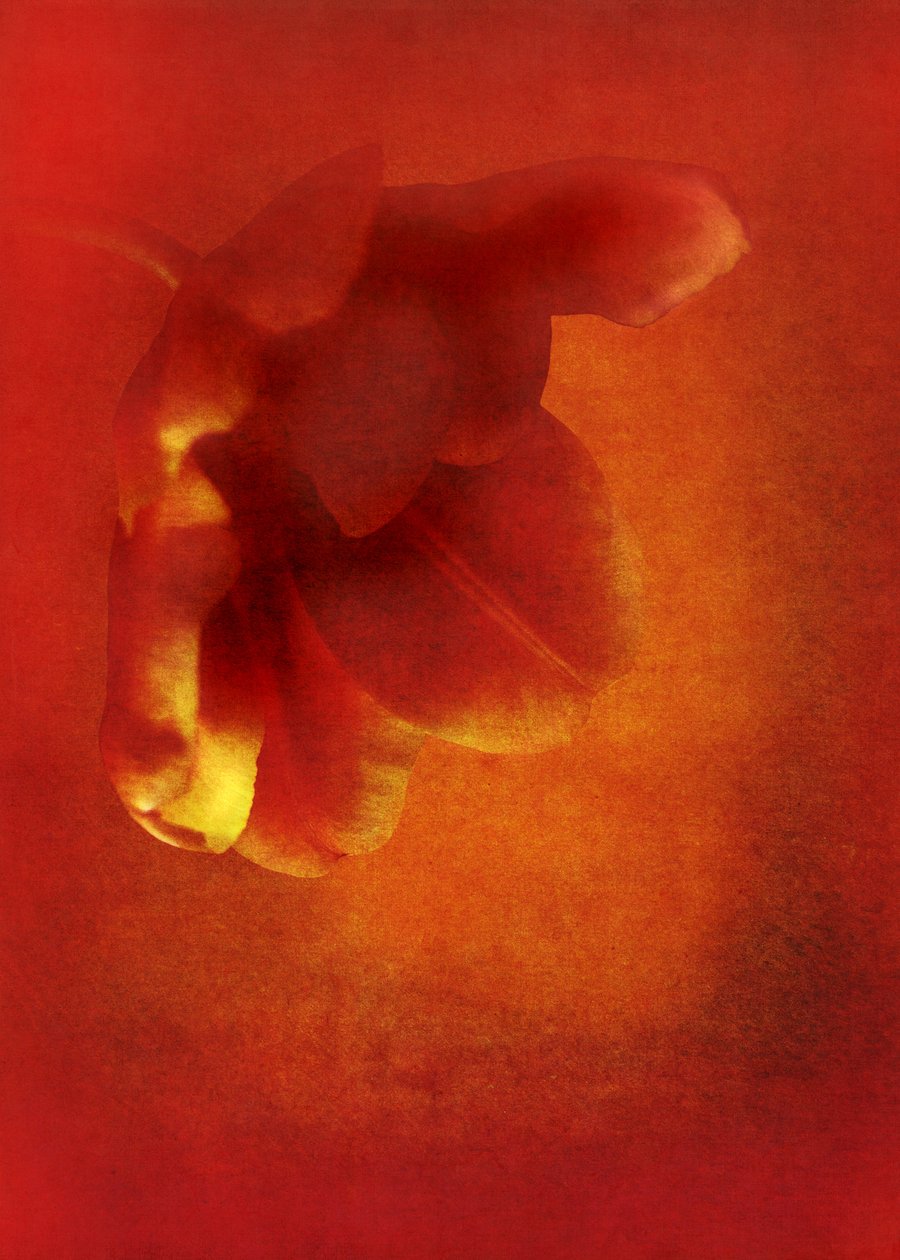 Fleur en rouge, 2016 - Johan Lilja