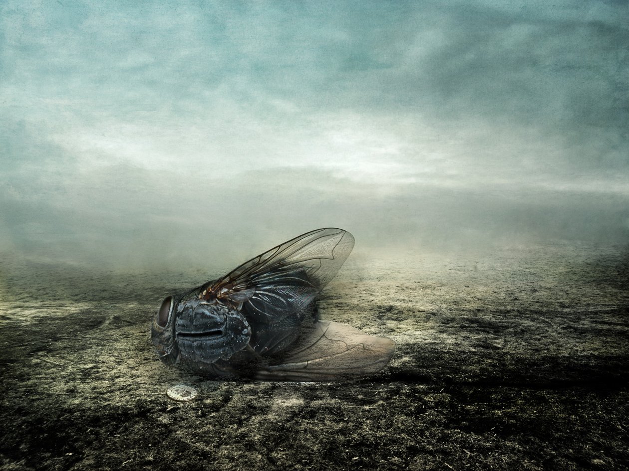 Mouche, 2013 - Johan Lilja