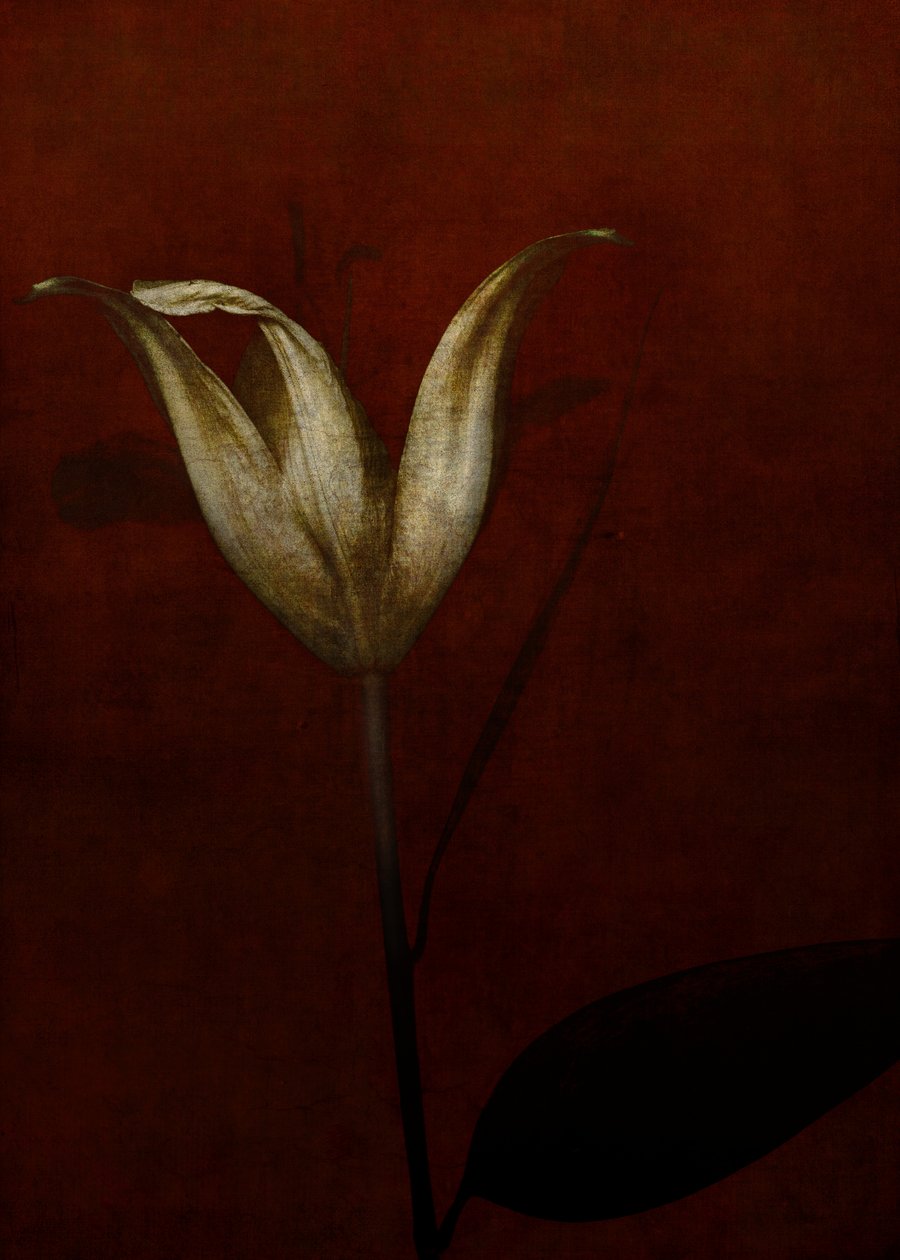 Lys, 2015 - Johan Lilja
