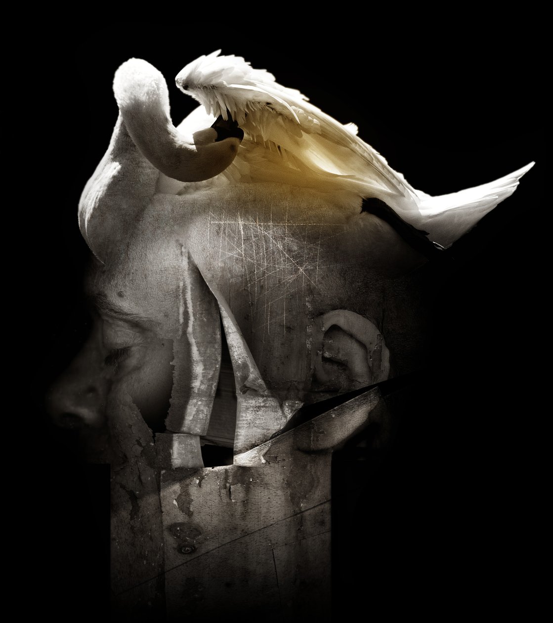 Cygne, 2013 - Johan Lilja