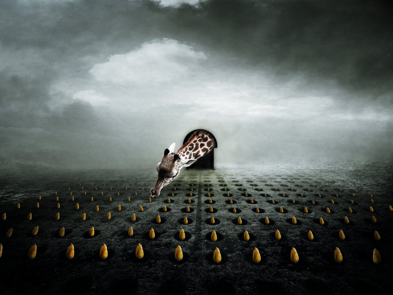 Voleur de tulipes 2 - Johan Lilja