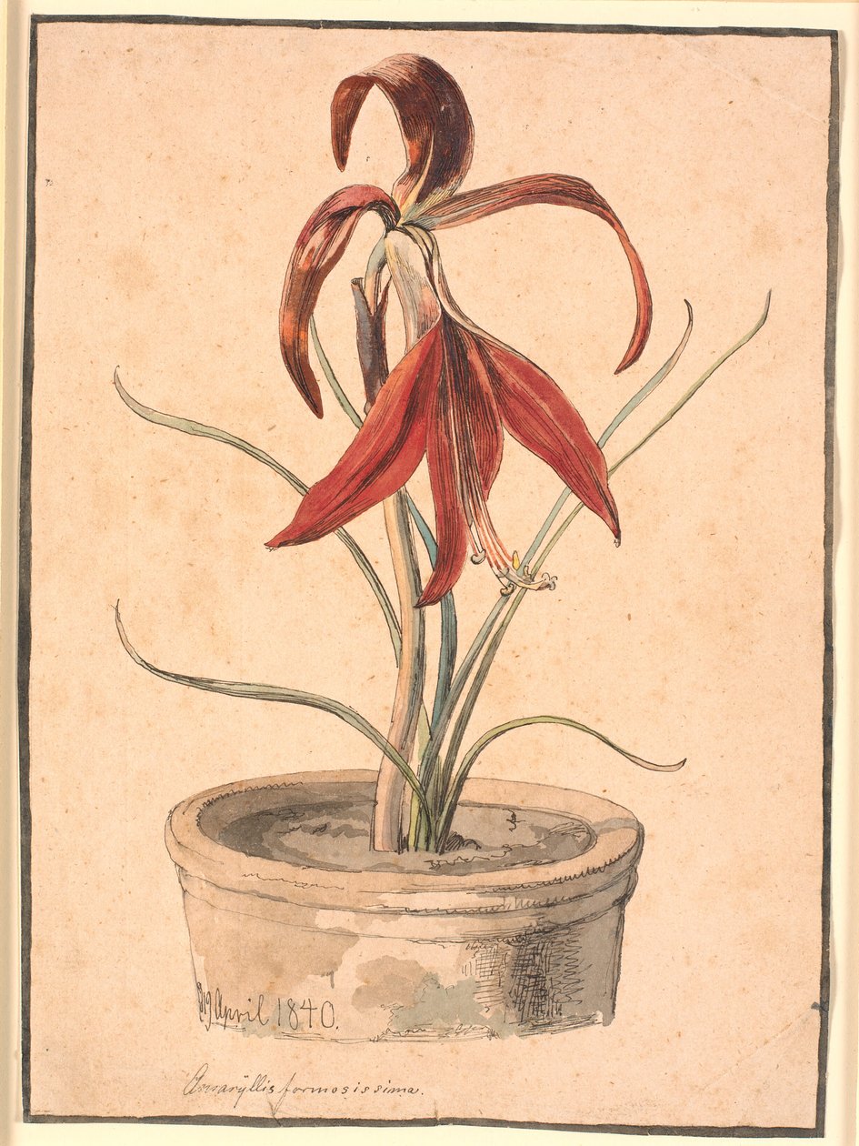 Amaryllis en fleur - Johan Thomas Lundbye