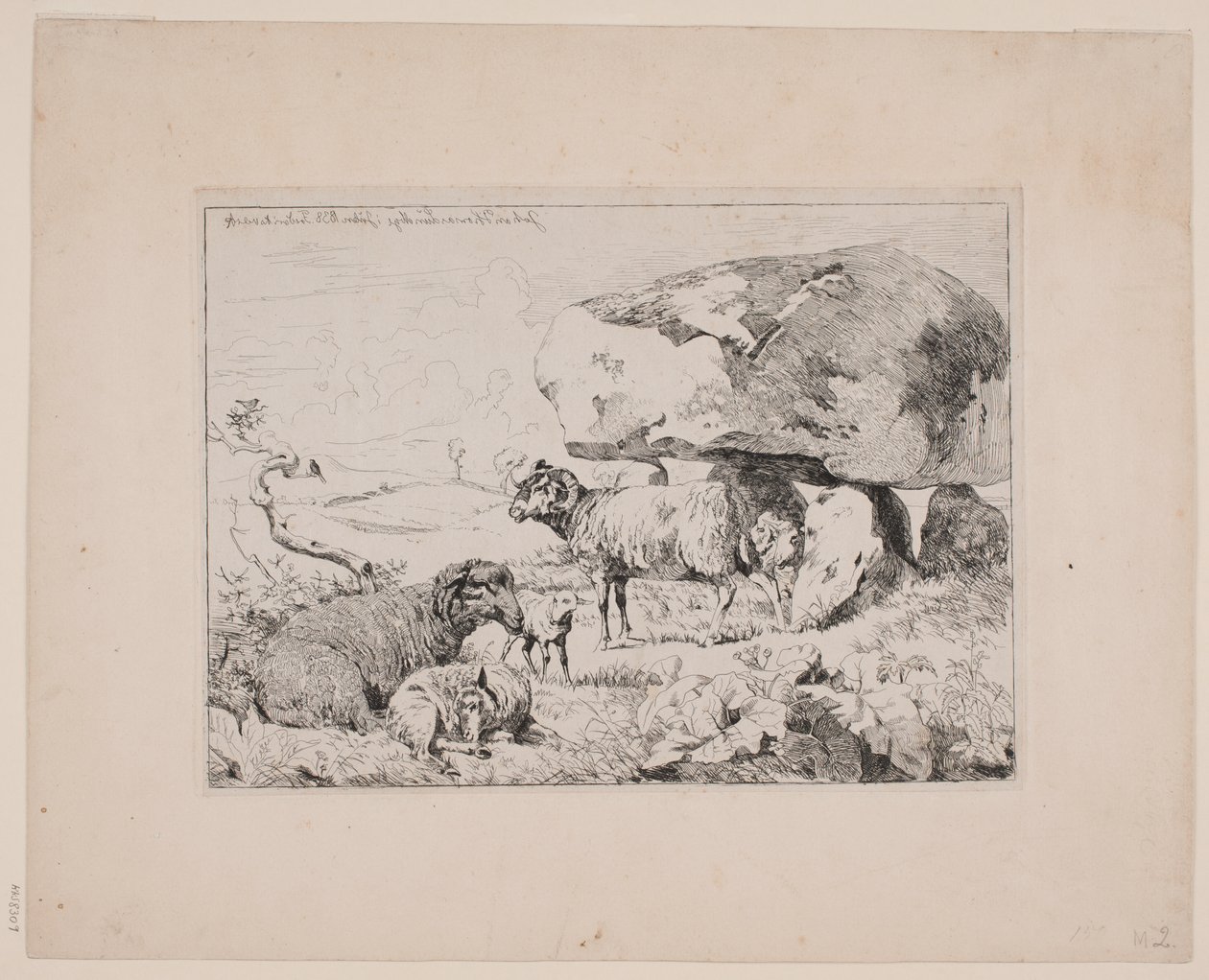 Moutons près d