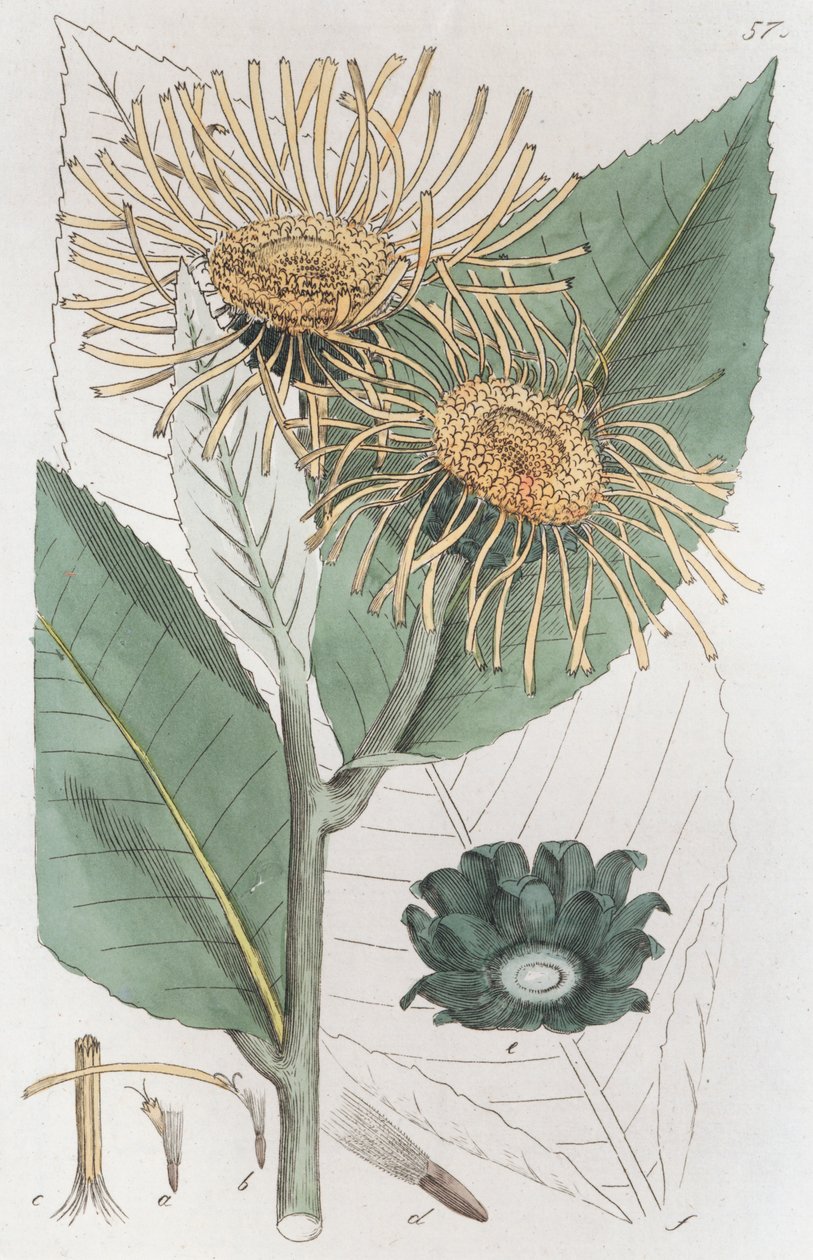 Inule aunée Inula helenium, 1804-1811 - Johan Wilhelm Palmstruch