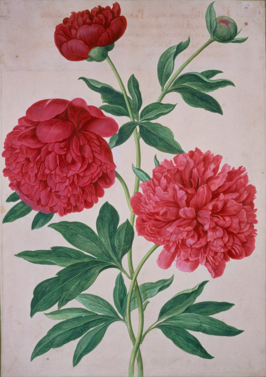 Pivoines, planche 46 du Nassau Florilegium - Johann Jakob Walther