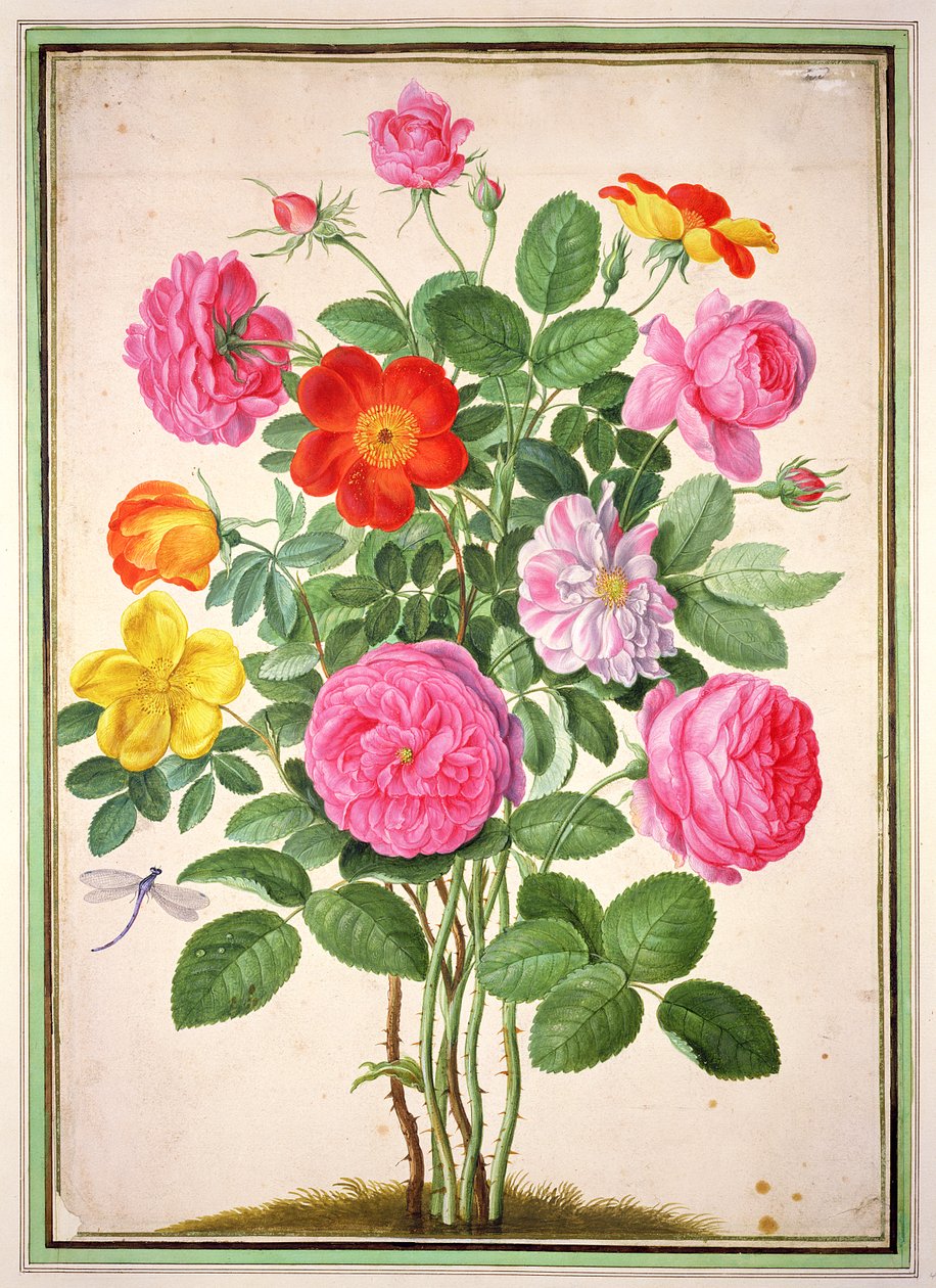 Roses, planche 4 du Florilège de Nassau - Johann Jakob Walther