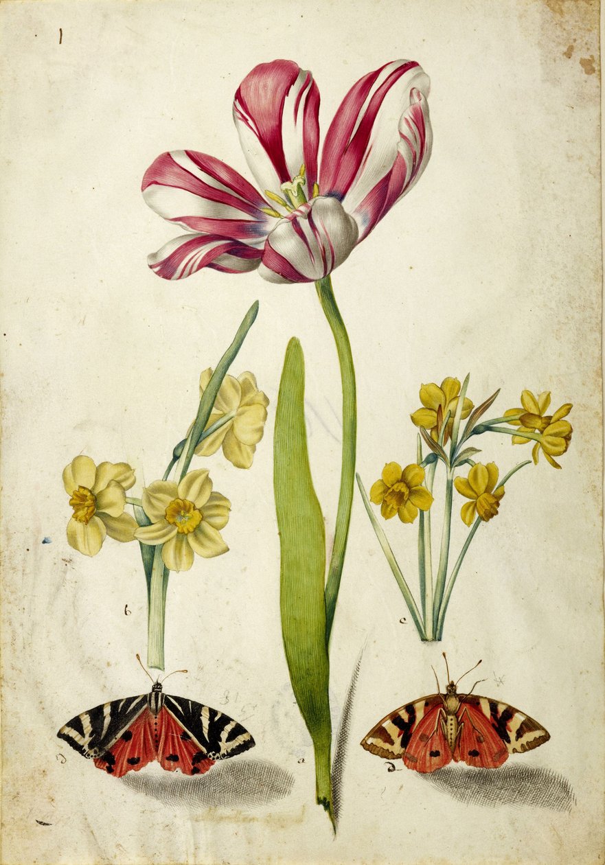 Tulipe, Narcisse et Papillons, vers 1660 - Johann Bartholomäus Braun