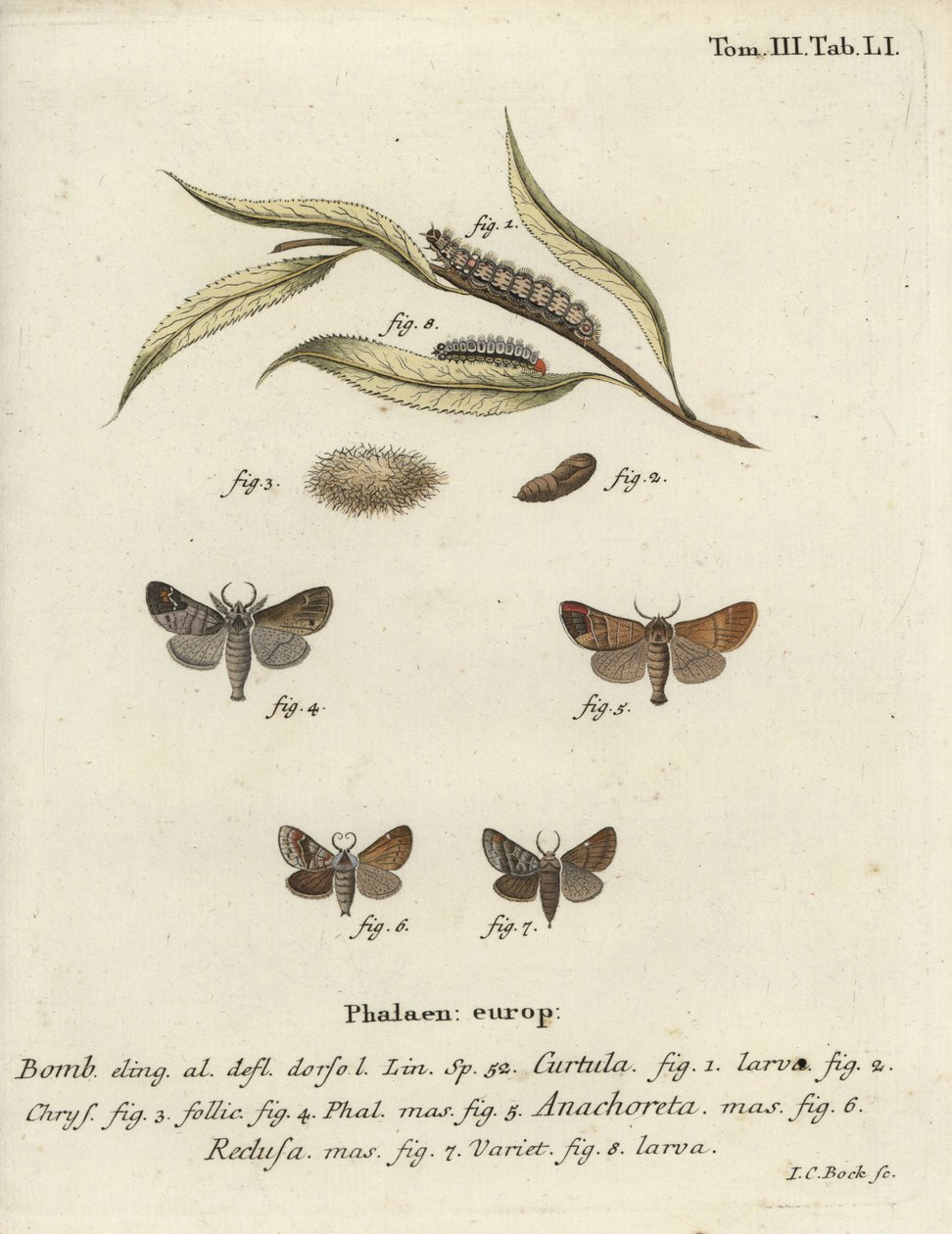 Papillons à pointe chocolat - Johann Carl Bock