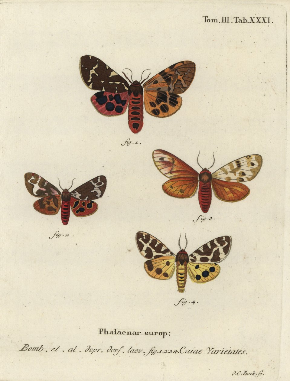Variétés de grand tigre, Arctia caja - Johann Carl Bock