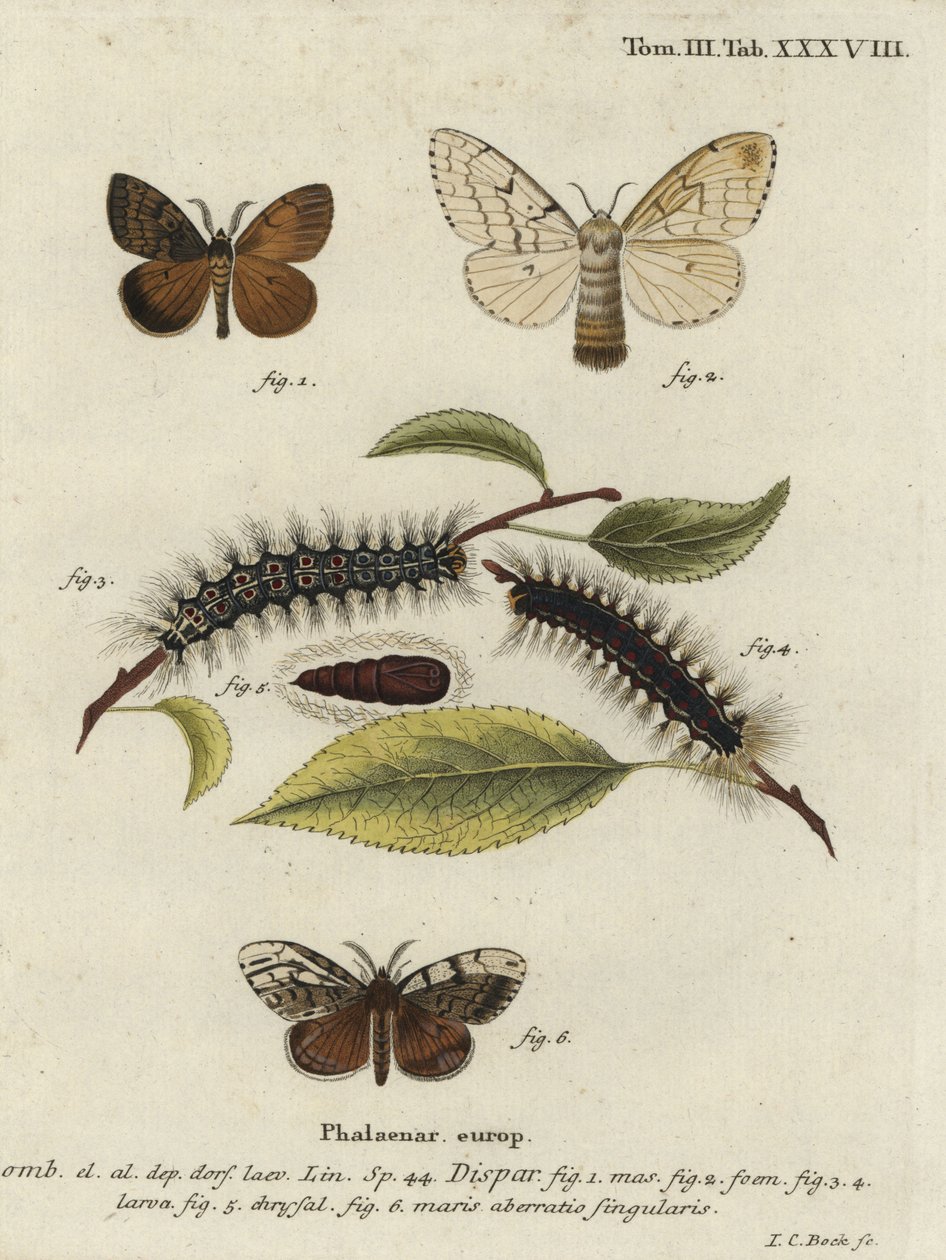 Papillon gypsy, Lymantria dispar - Johann Carl Bock
