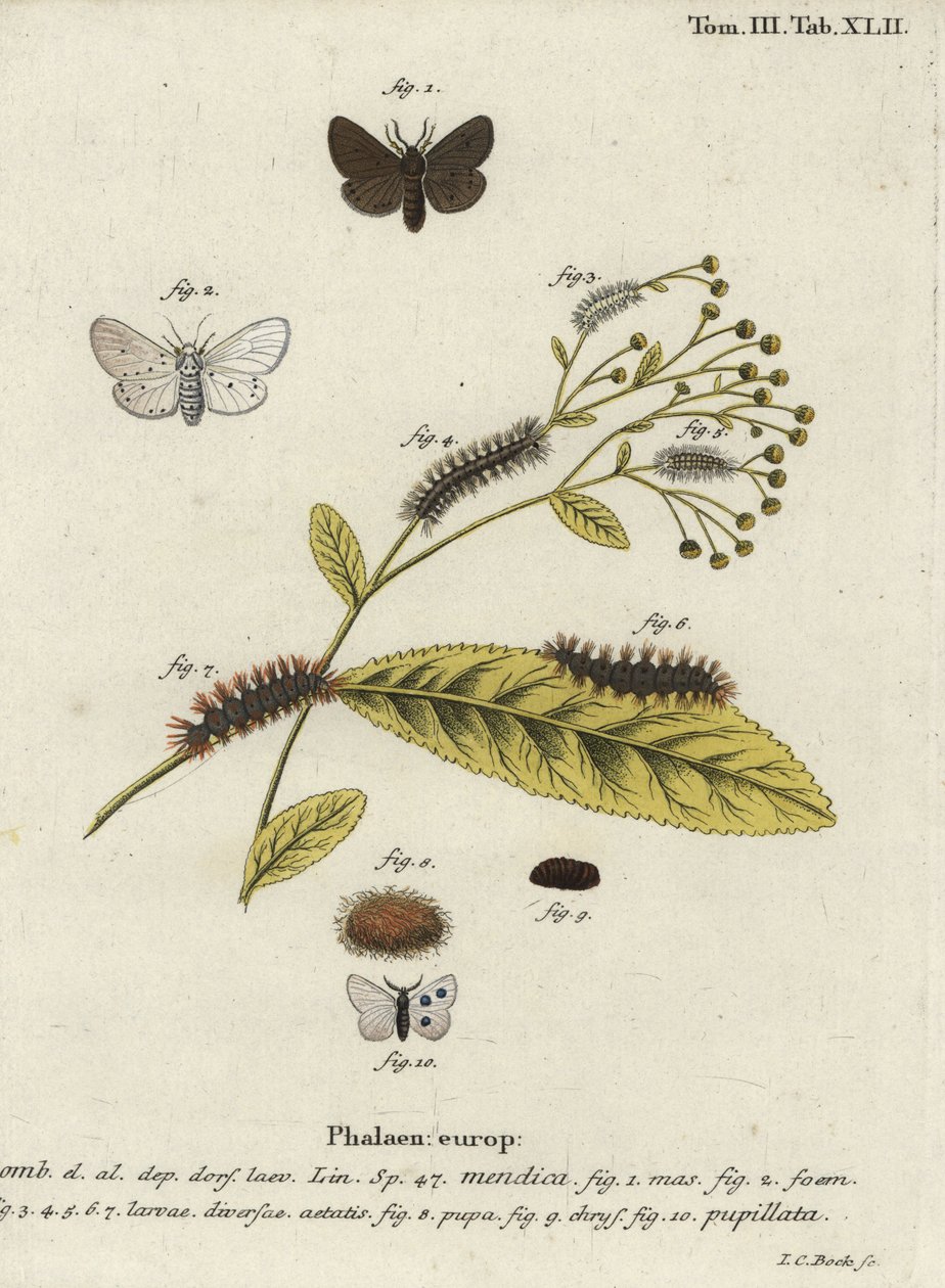Diaphora mendica - Johann Carl Bock