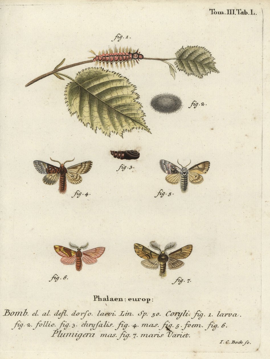 Papillon tussock de noisetier et proéminent plumeux - Johann Carl Bock