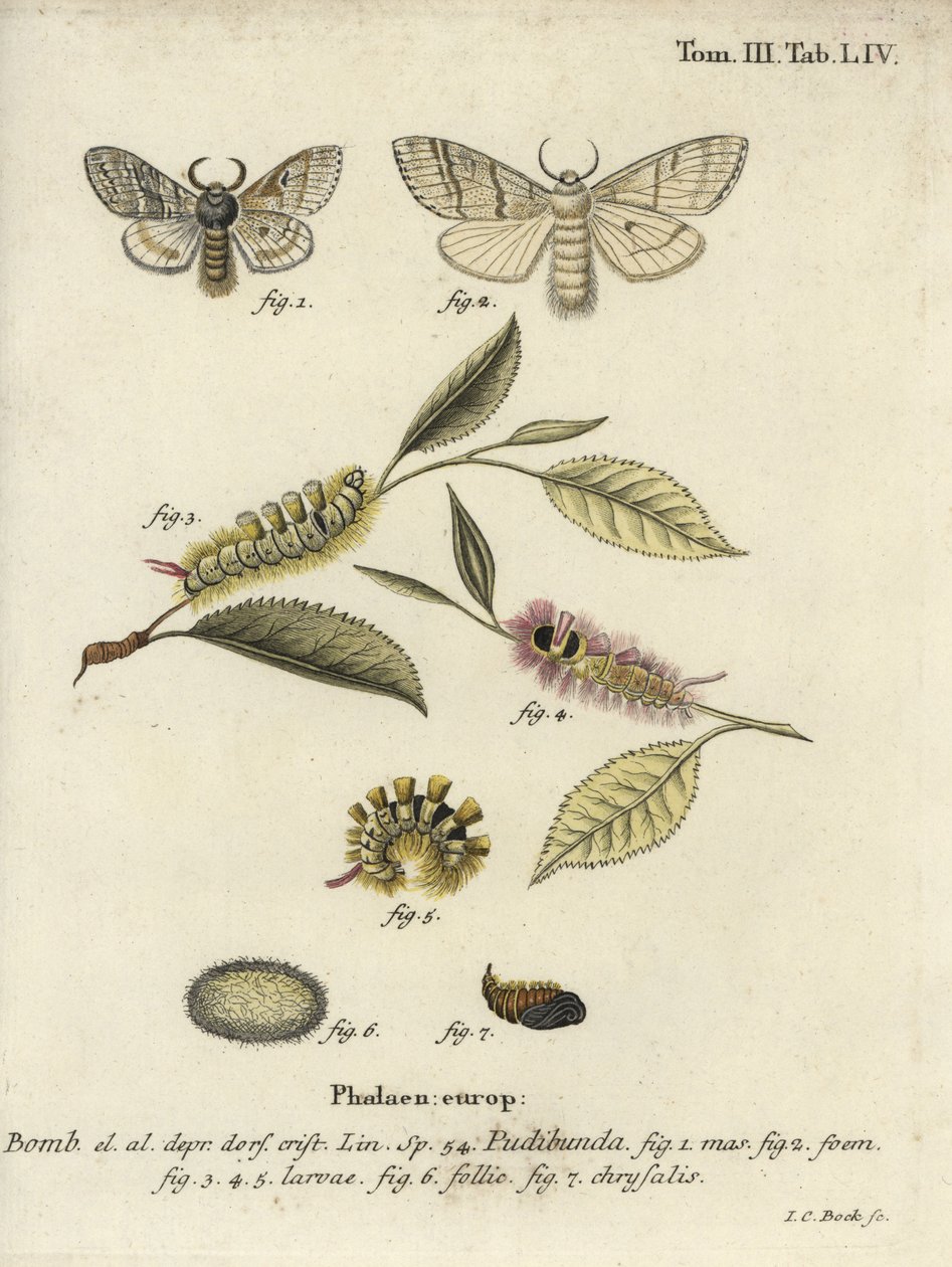 Calliteara pudibunda - Johann Carl Bock
