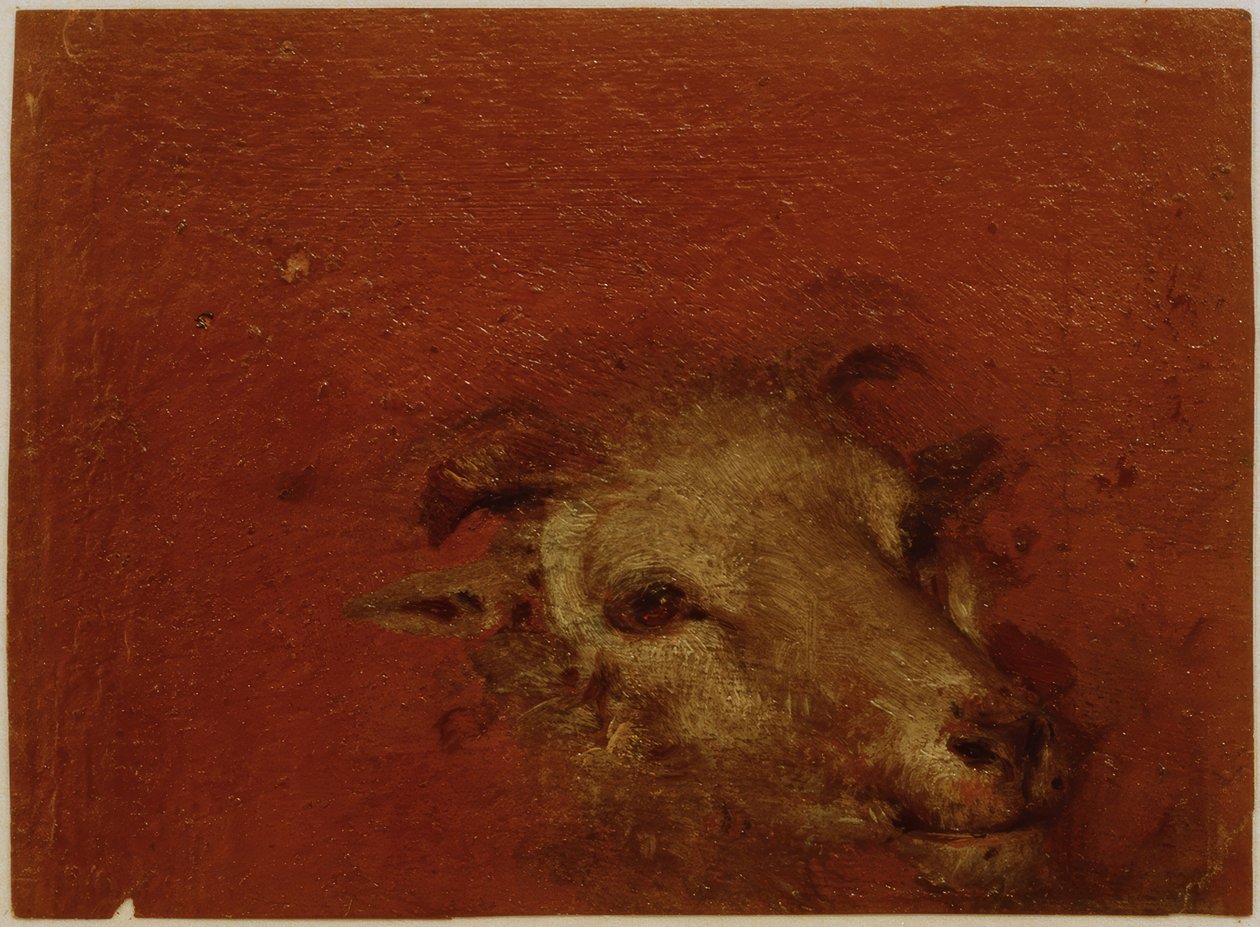Tête de chèvre - Johann Conrad Seekatz