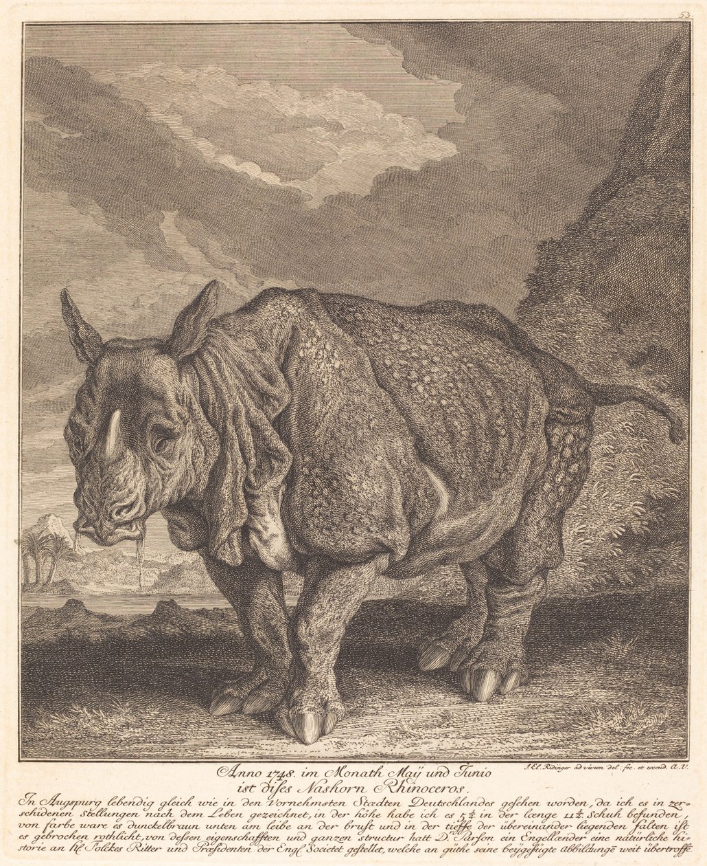 Rhinocéros - Johann Elias Ridinger