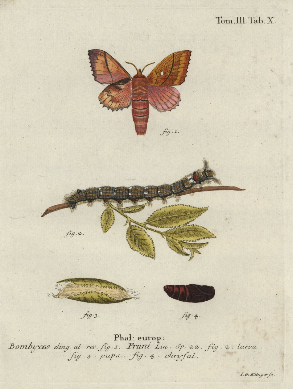Bombyx du prunier, Odonestis pruni - Johann Georg Klinger