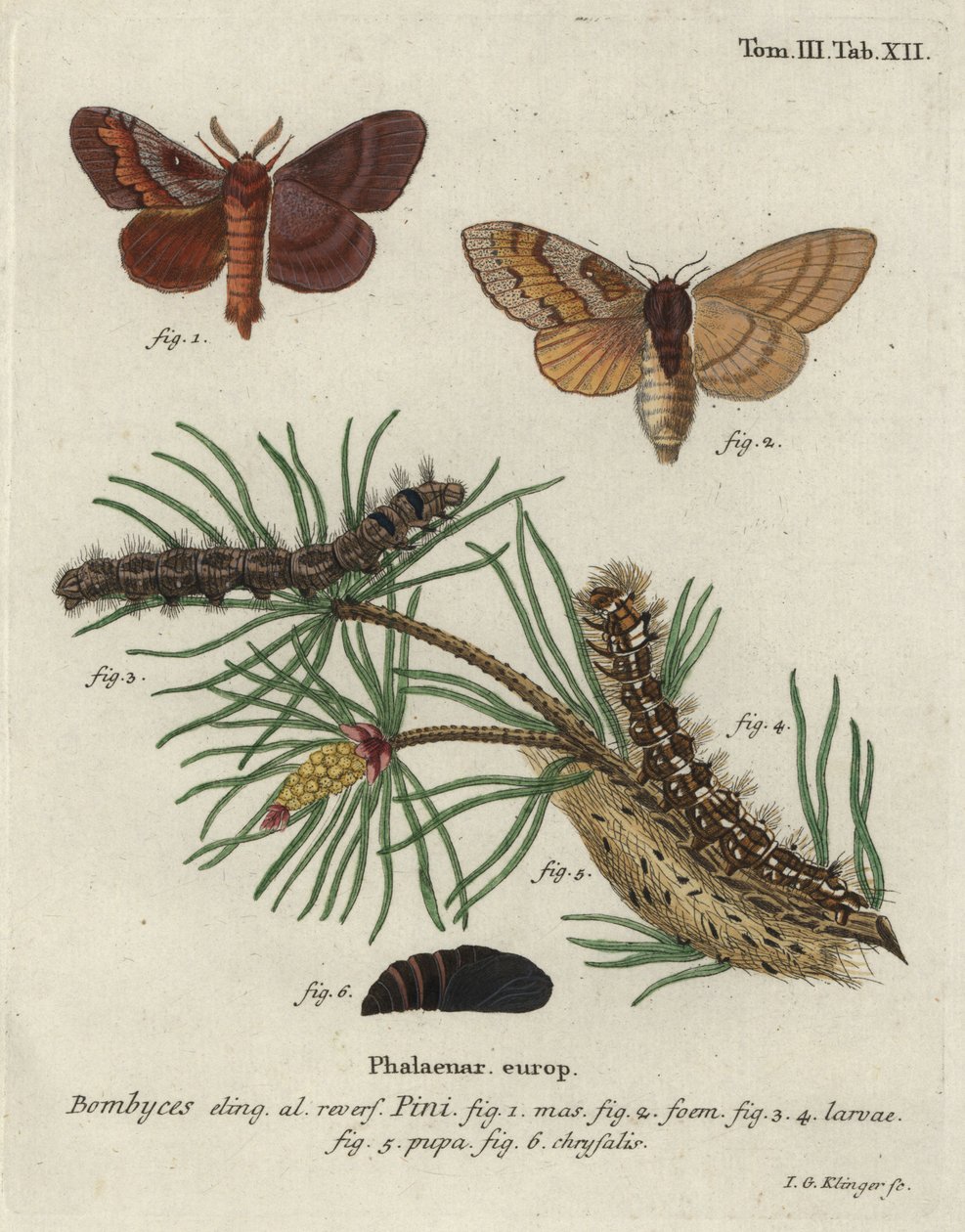 Papillon de pin, Dendrolimus pini. - Johann Georg Klinger