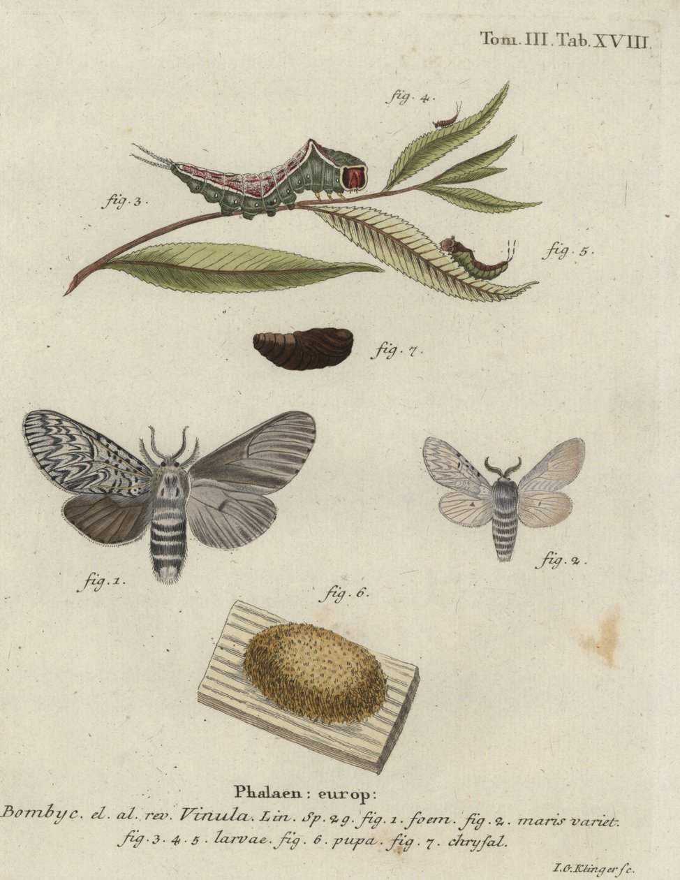 Bombyx cul-brun, Cerura vinula - Johann Georg Klinger