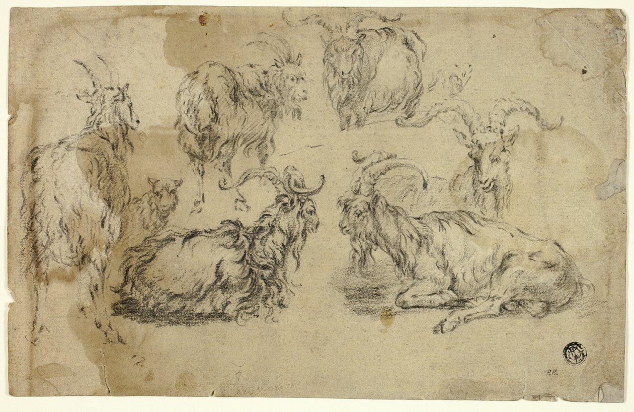 Croquis de Chèvres - Johann Gottlieb Hackert