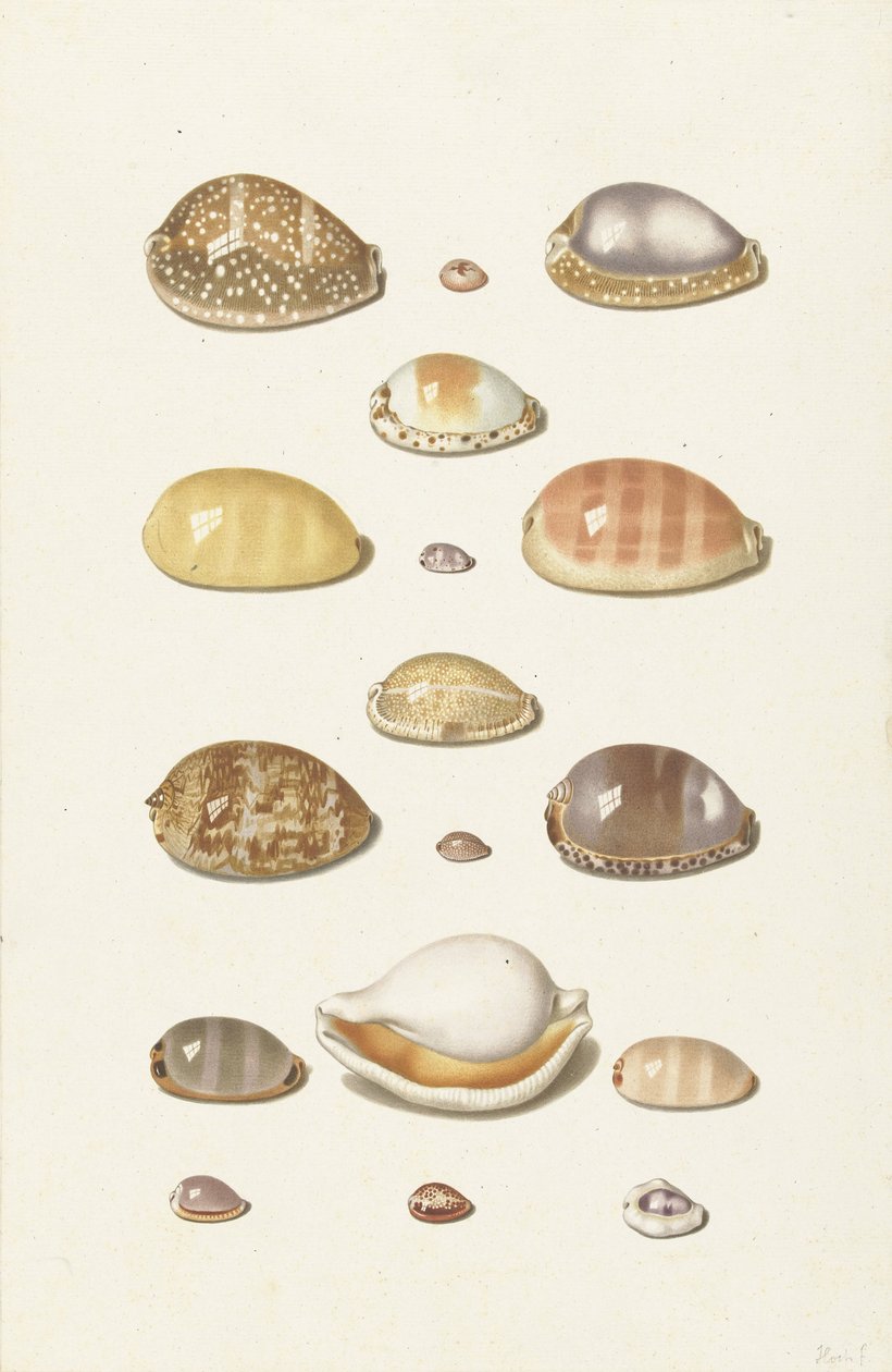 Coquilles de cauris - Johann Gustav Hoch