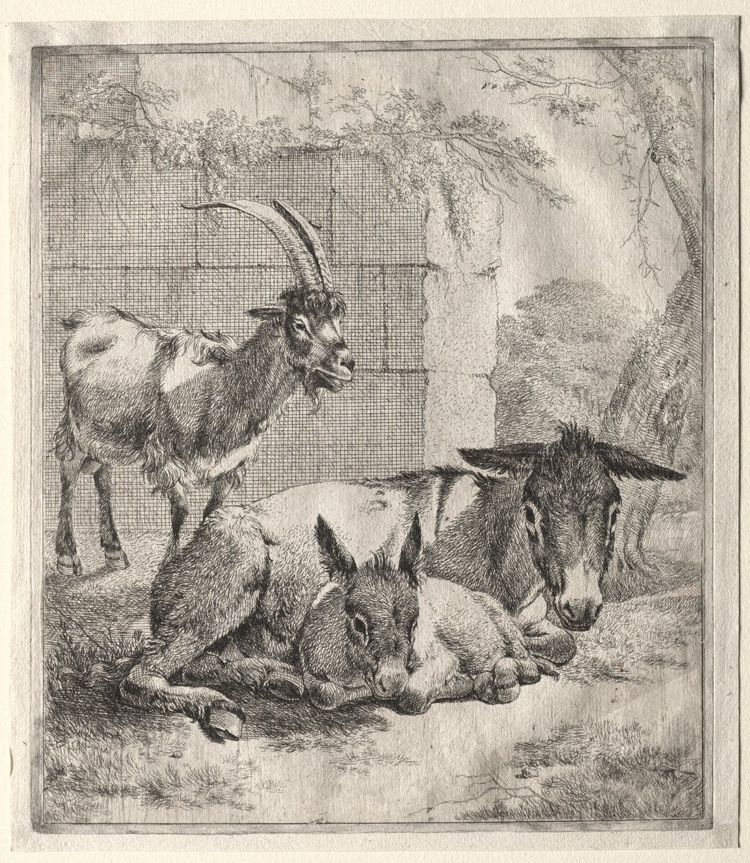 Chèvre et ânes - Johann Heinrich Roos