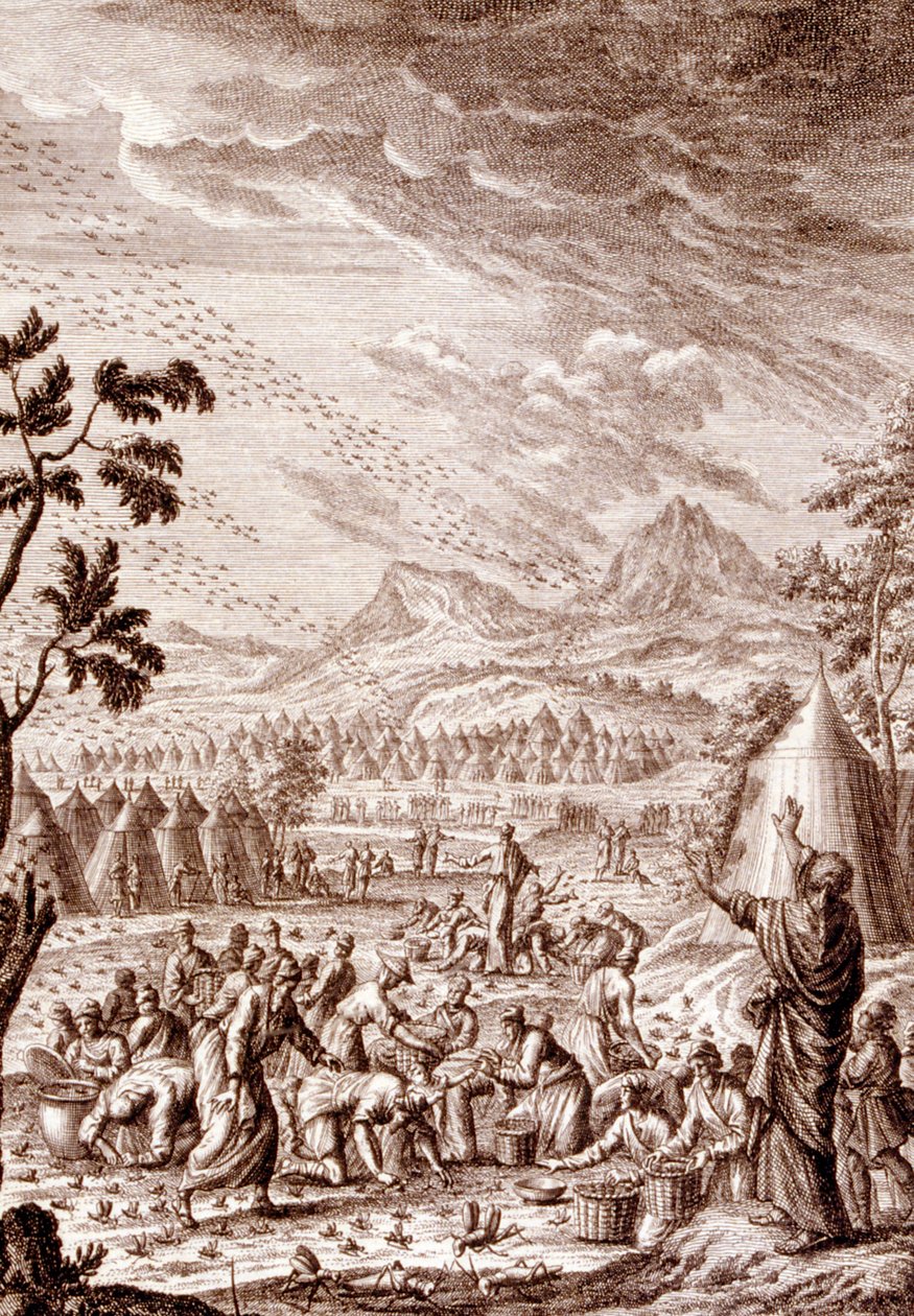 Hébreux combattant une invasion de sauterelles - Johann Jakob Scheuchzer