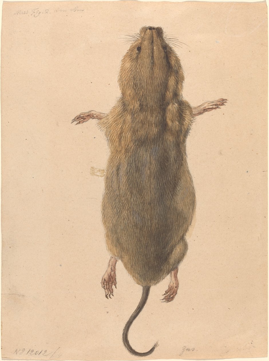 Une souris de champ, vue de dessus - Johann Rudolph Schellenberg