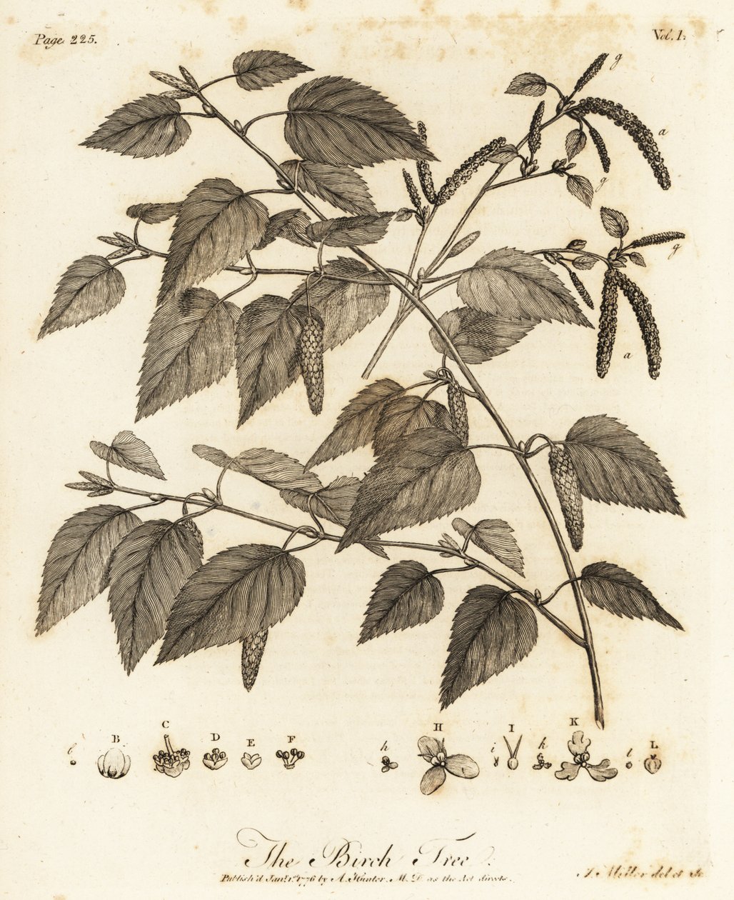 Bouleau pubescent, Betula pubescens - Johann Sebastien Muller