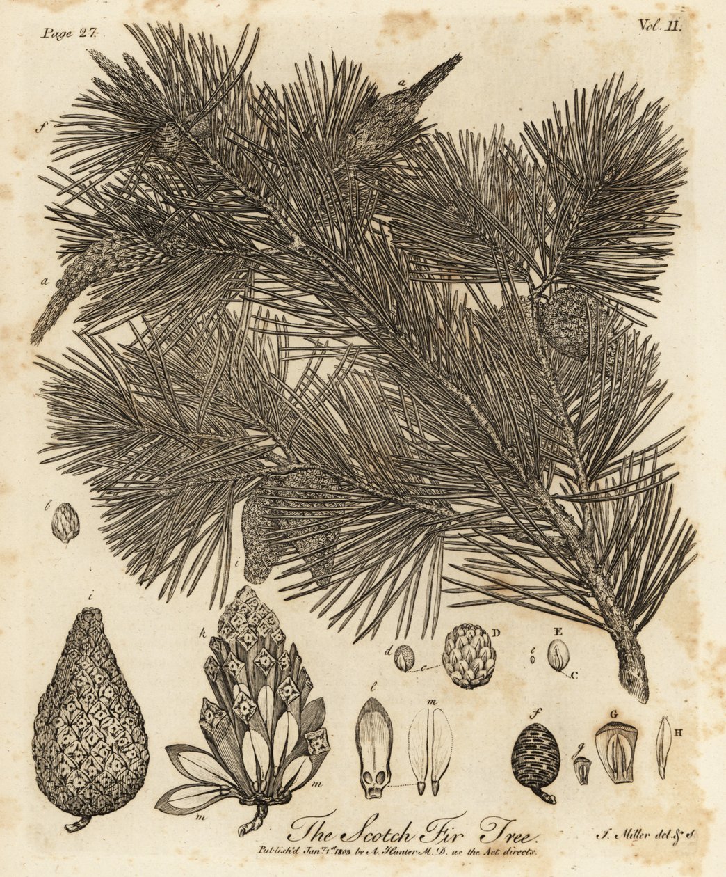 Pin sylvestre, Pinus sylvestris - Johann Sebastien Muller