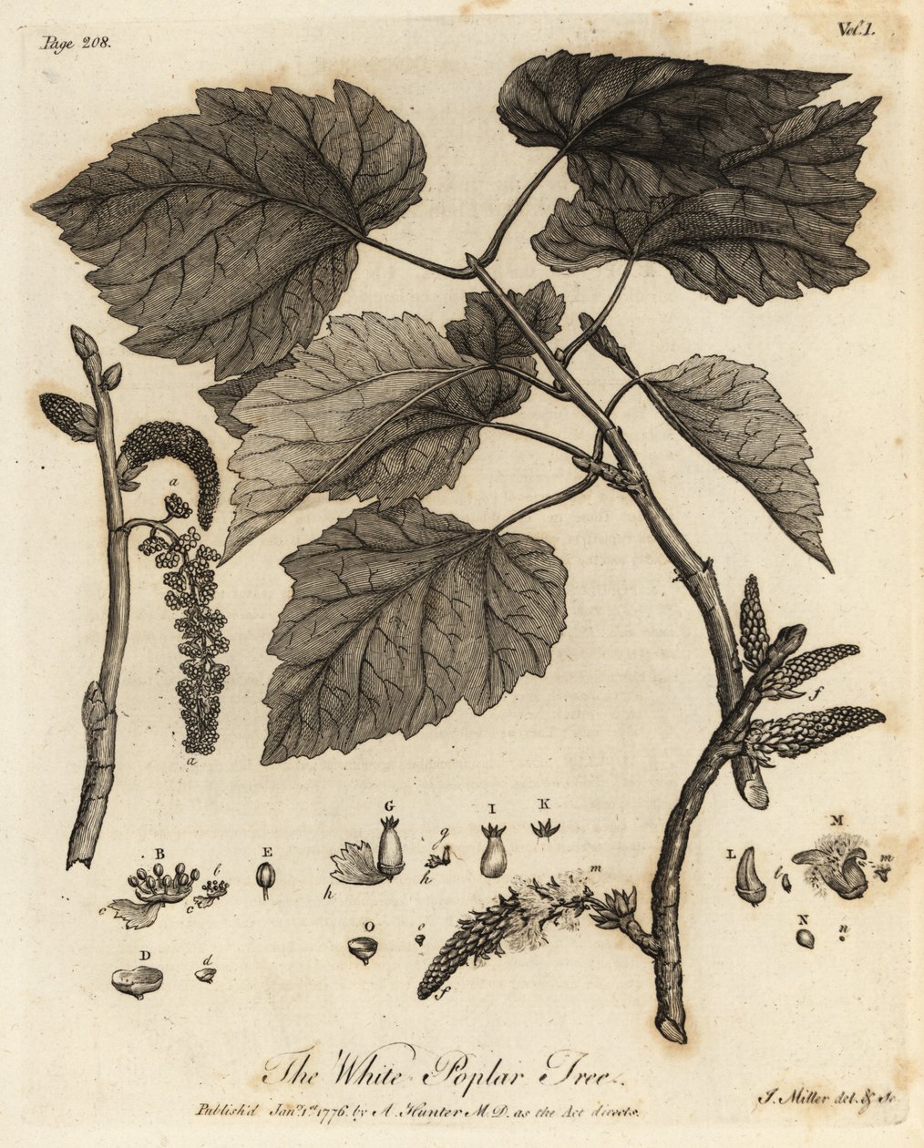 Peuplier blanc, Populus alba - Johann Sebastien Muller