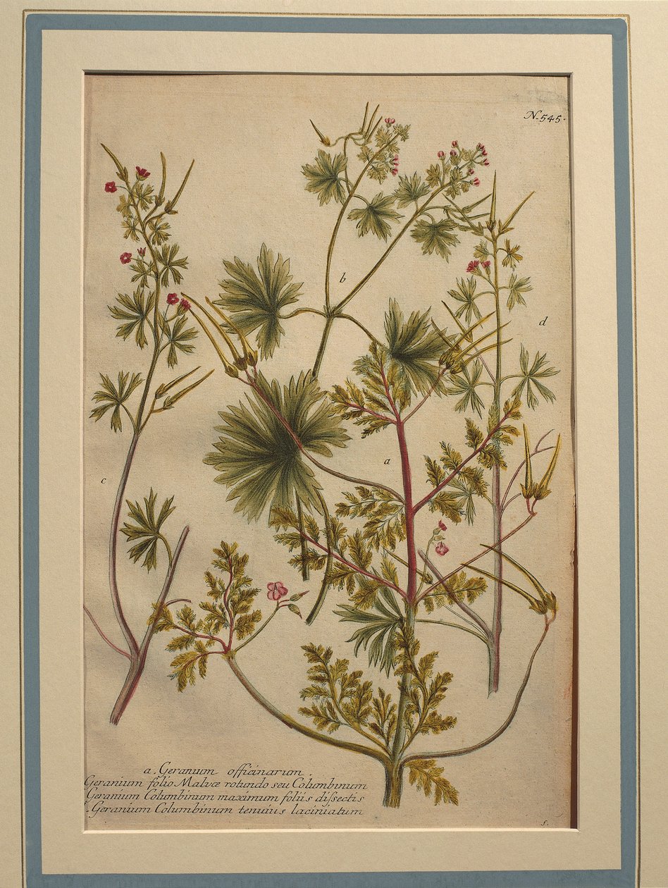 Herbe à Robert (Geranium robertianum), gravure en couleur - Johann Wilhelm Weinmann
