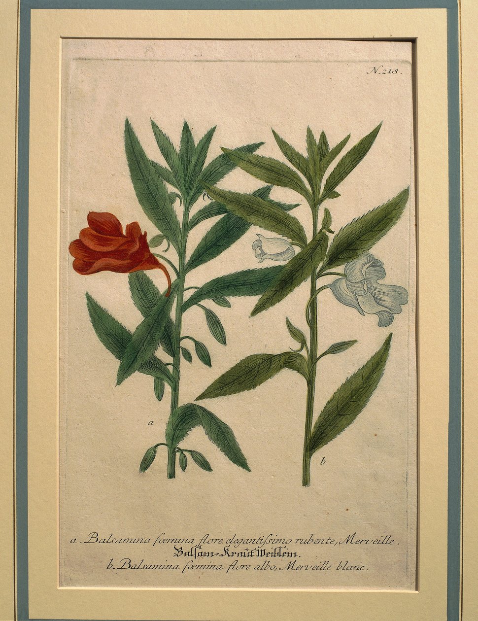 Impatiens, gravure en couleur - Johann Wilhelm Weinmann