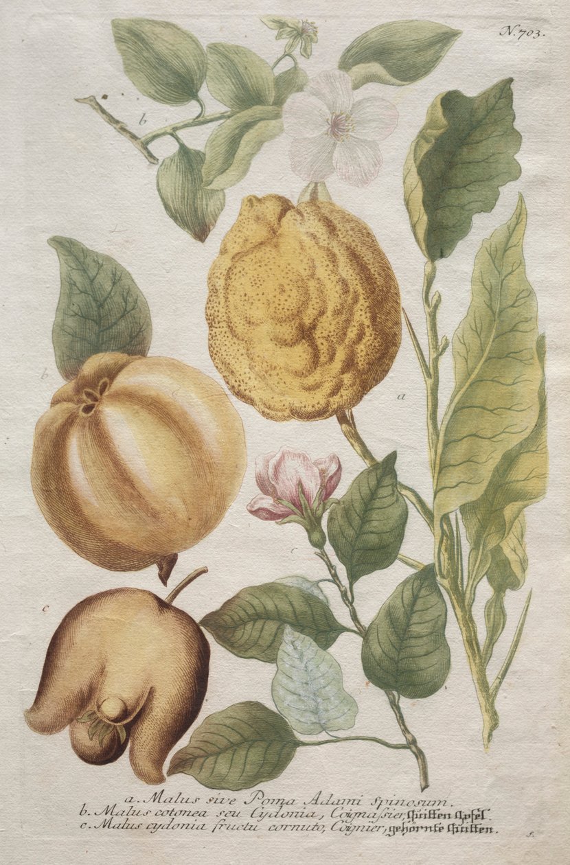 Phytanthoza iconographia : No. 703 - Johann Wilhelm Weinmann
