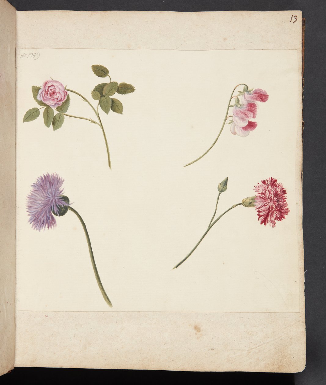 Étude de fleurs - Johanna Fosie