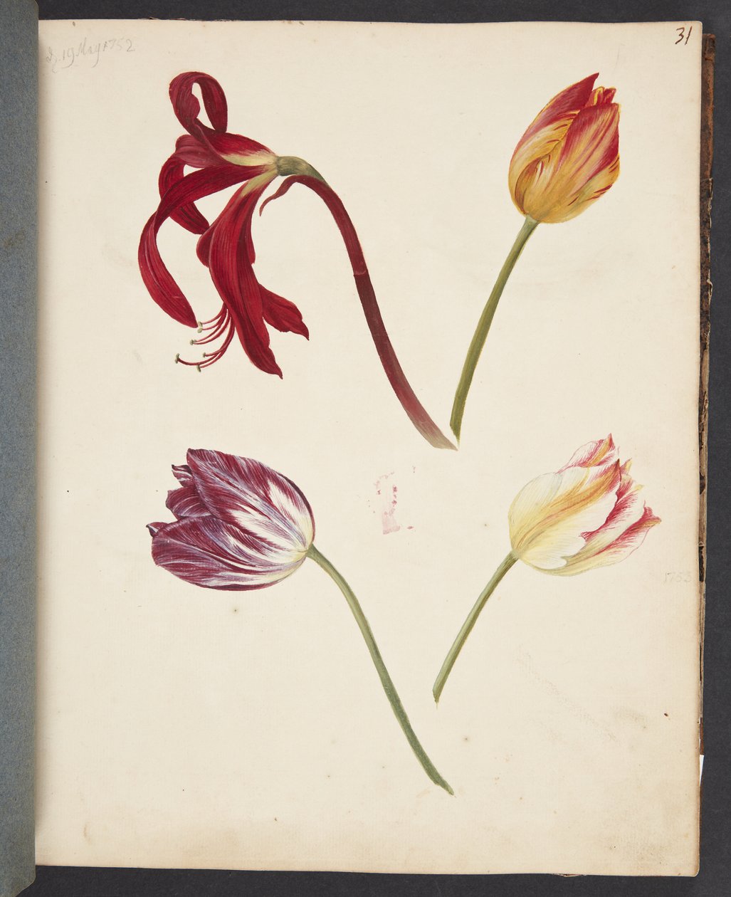 Étude de tulipes - Johanna Fosie