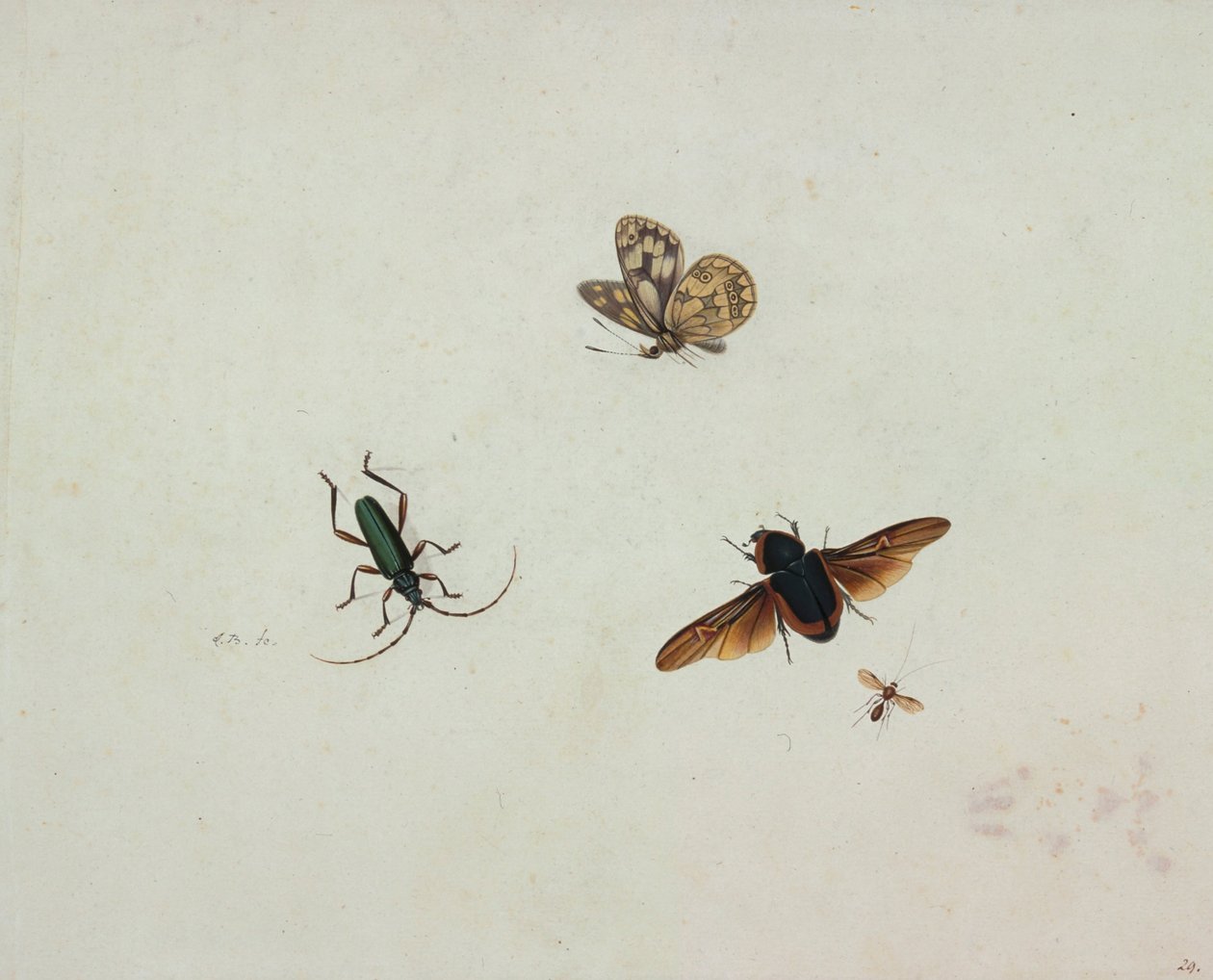 Quatre insectes - Johannes Bronkhorst