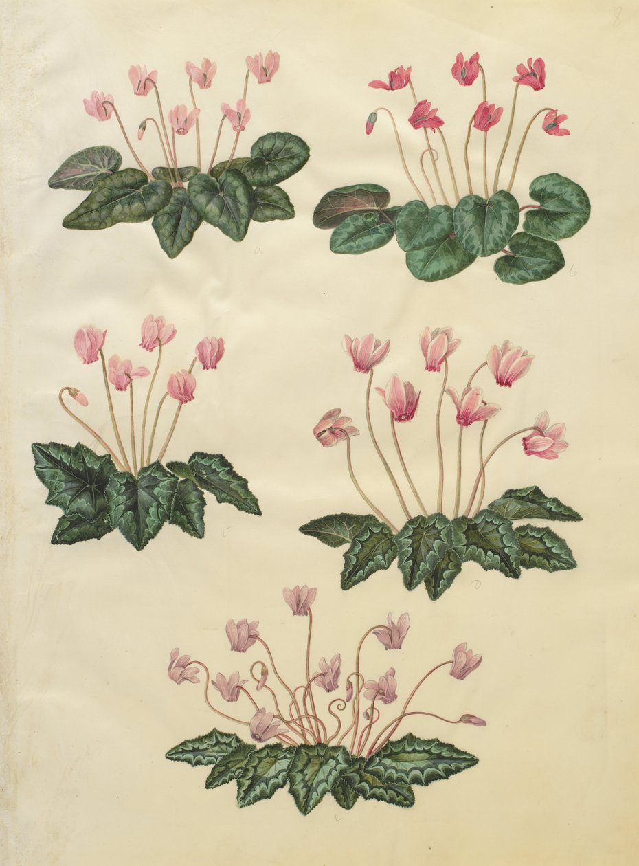 Cyclamen purpurascens; Cyclamen hederifolium - Johannes Simon Holtzbecher