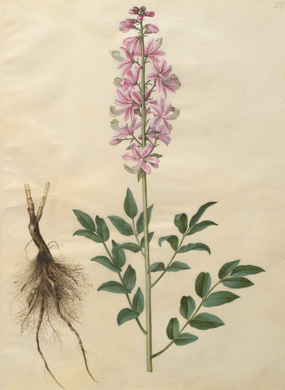 Dictamnus albus - Johannes Simon Holtzbecher
