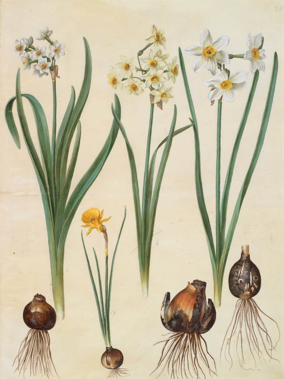 Narcisse tazetta - Johannes Simon Holtzbecher